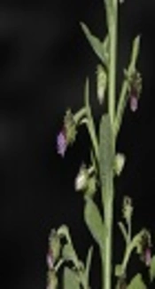 Anxiolytic-Like Effect of Methanol Leaf Extract of <i>Laggera aurita</i> Linn. F. (Asteraceae) in Mice